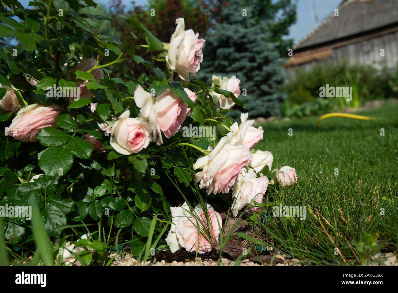 Una zarza de rosas en un jardín ucraniano Foto de stock