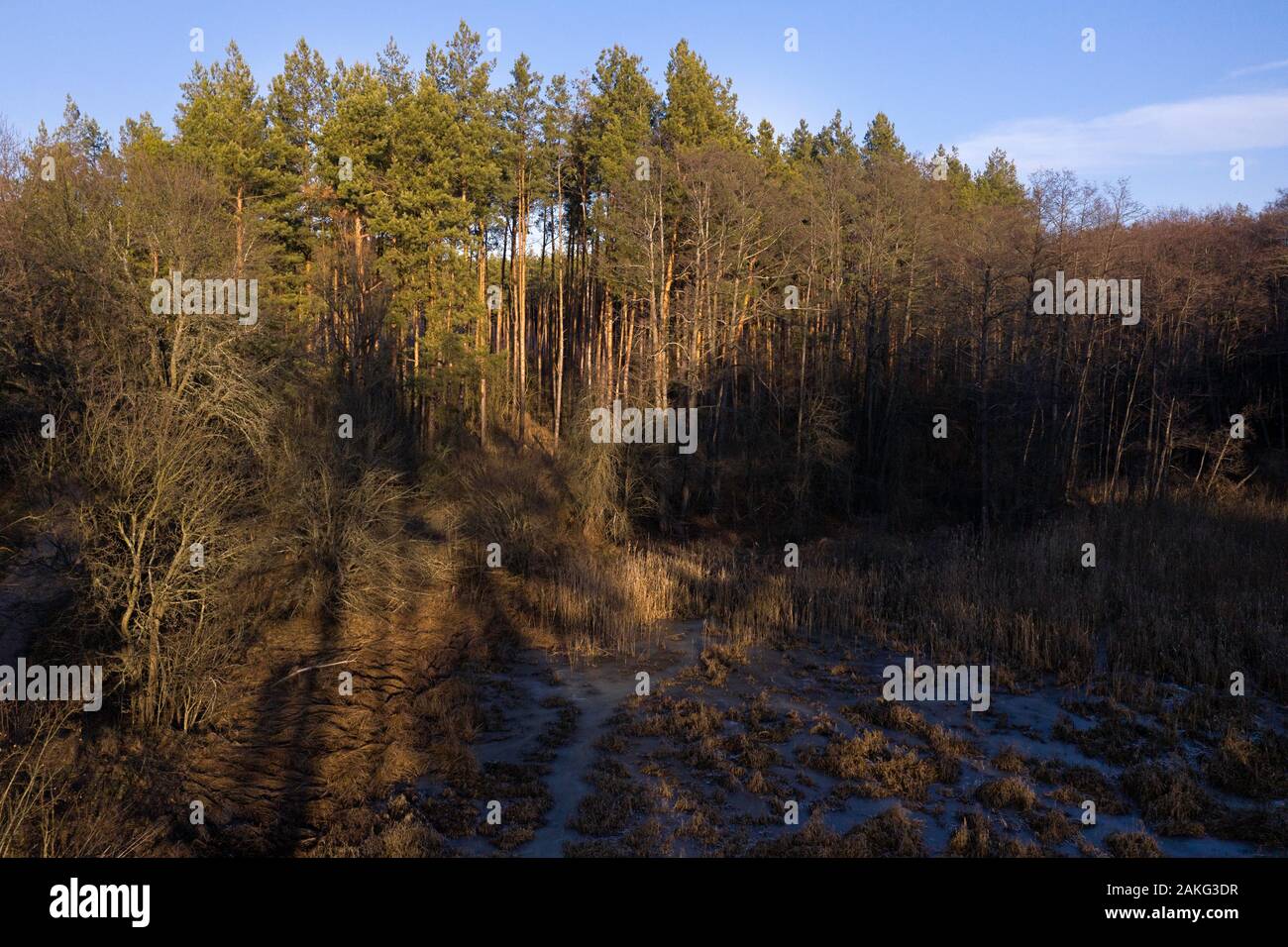 Drone, bosque de pinos oscuros otoñales, Ucrania Foto de stock