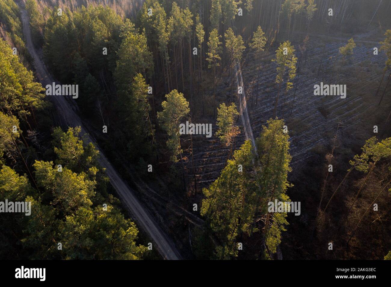 Drone, bosque de pinos oscuros otoñales, Ucrania Foto de stock