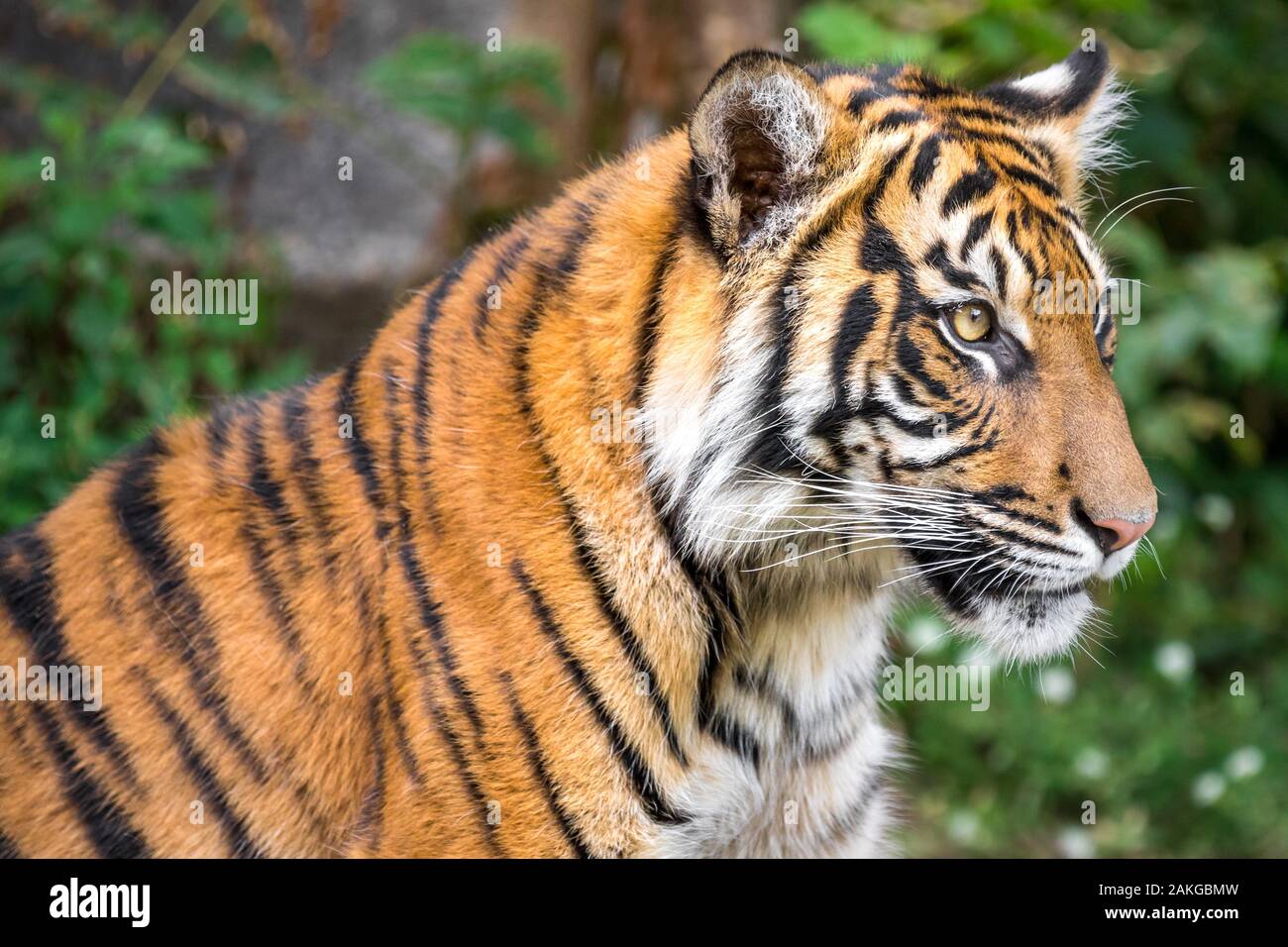 Primer plano de un gran tigre mirando hacia los lados, contra un fondo bokeh Foto de stock