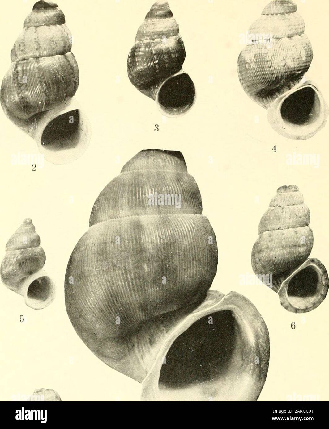 Boletín - Museo Nacional de los Estados Unidos . 1) .Chondroloiiiiiiin Chondropoina (supcrbum Henderson y Simpson; 2, C. (C.) eusarcum puertoplatcnse, nuevas subespecies; 3, C. (C.) beatense aprietan; 4, C. (C.) eusarcum catalinitensc, nuevas subespecies; 5, C. (C.) e. eusarcum (Pfeiffer); 6, C. (C.) niaeqvUa-Brum, nuevas especies; 7, C. (C.) ignotnin, nuevas especies. U. S. National Museum ULLETIN PLACA 192 6. ^ ^^%A&lt;v M Foto de stock