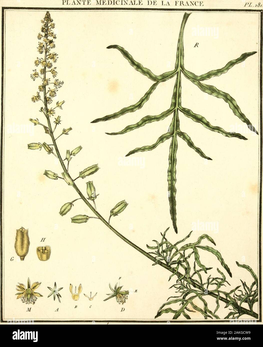 Herbier de la Francia; ou, Colección complette des plantes indigènes de ce royaume; avec leurs proprits, et leurs usos en medicina . LA ARANKETTSK PKZI/K . X Ç Zi/j ( AirlllCOSti . . En irputc celfe i^wevc i/^ oft^x^c m &gt;fep^em6re^re tù ef ocio/ip /tir ///vu- Pinnuii.p r/ mMtt/&GT;I&GT;, ,m/- /e /&GT;fn/ /wfijiîûp, q/ûu^uir en /a rmeonire afir-n .rtir /ar oe/f/ûiues û/i? //Tv ferrauLf jear el a/orj effe e^^Jort pe/u^... eéte s^ ^tlr^^^^nc ^e,r mi/rtM e/ptvni- i/CCE qmre avec /krûue//âP sobre povrroù /un ean/ani/re, au pfe/instituto nacional de investigación educativa eoi(f (/en/,par .Señor Sordf crent/â ef par ,m ,riir^u-f cv/RR/r Foto de stock