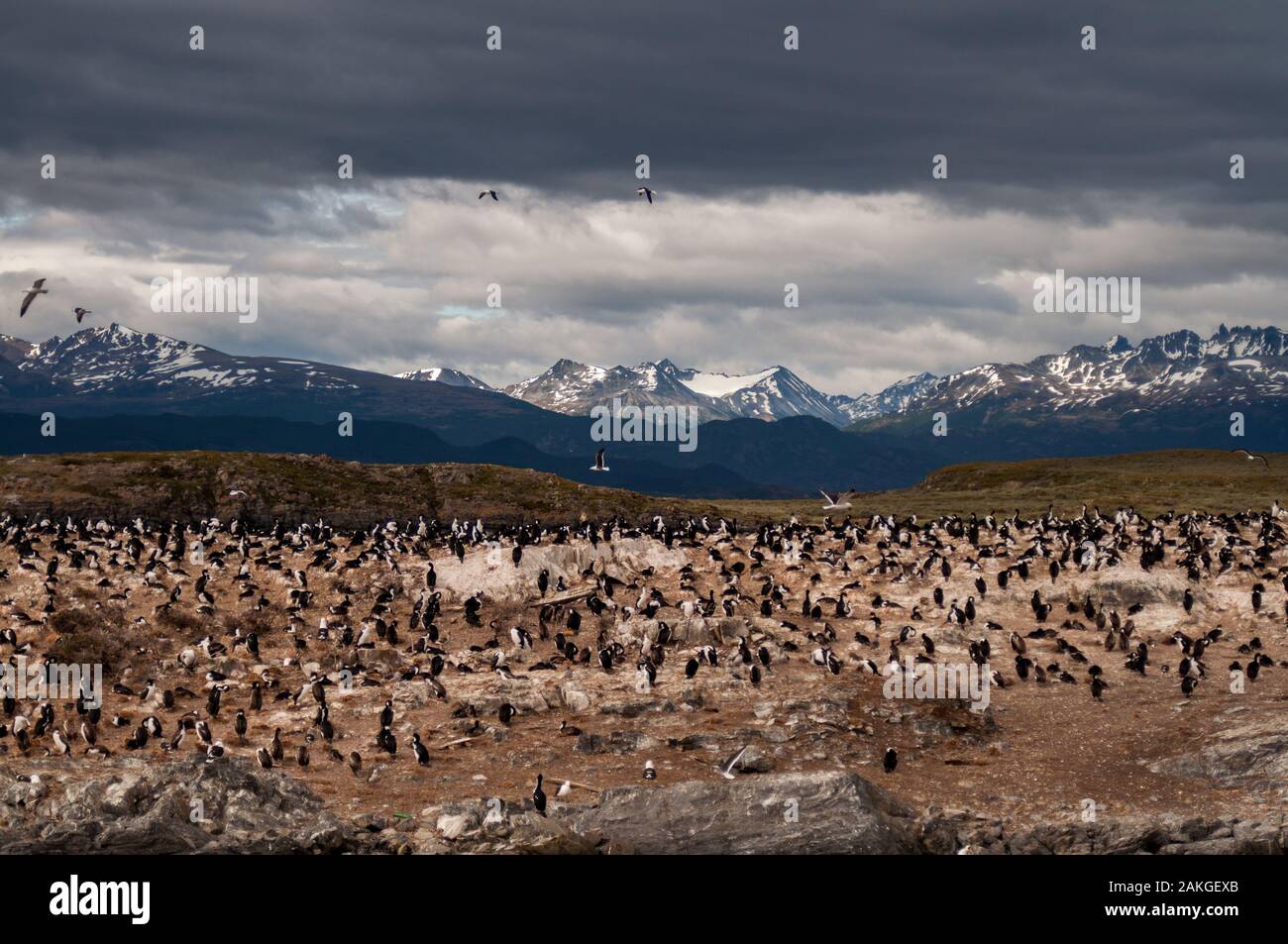 Hermoso paisaje de las montañas y una gran colonia de pingüinos magallánicos en el canal de Beagle, en la Patagonia Argentina Foto de stock