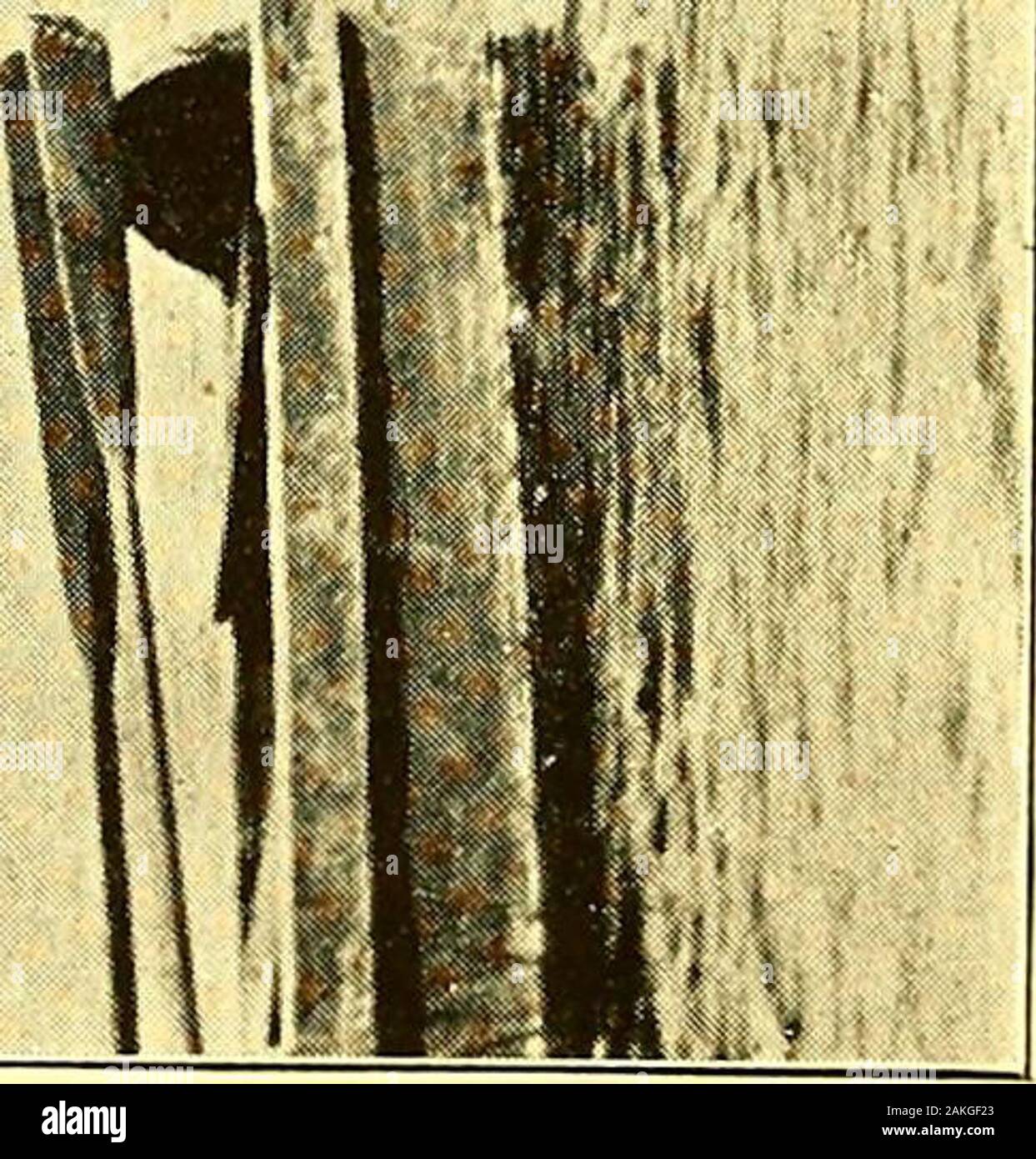 American Born Widow Fotos E Imagenes De Stock Alamy