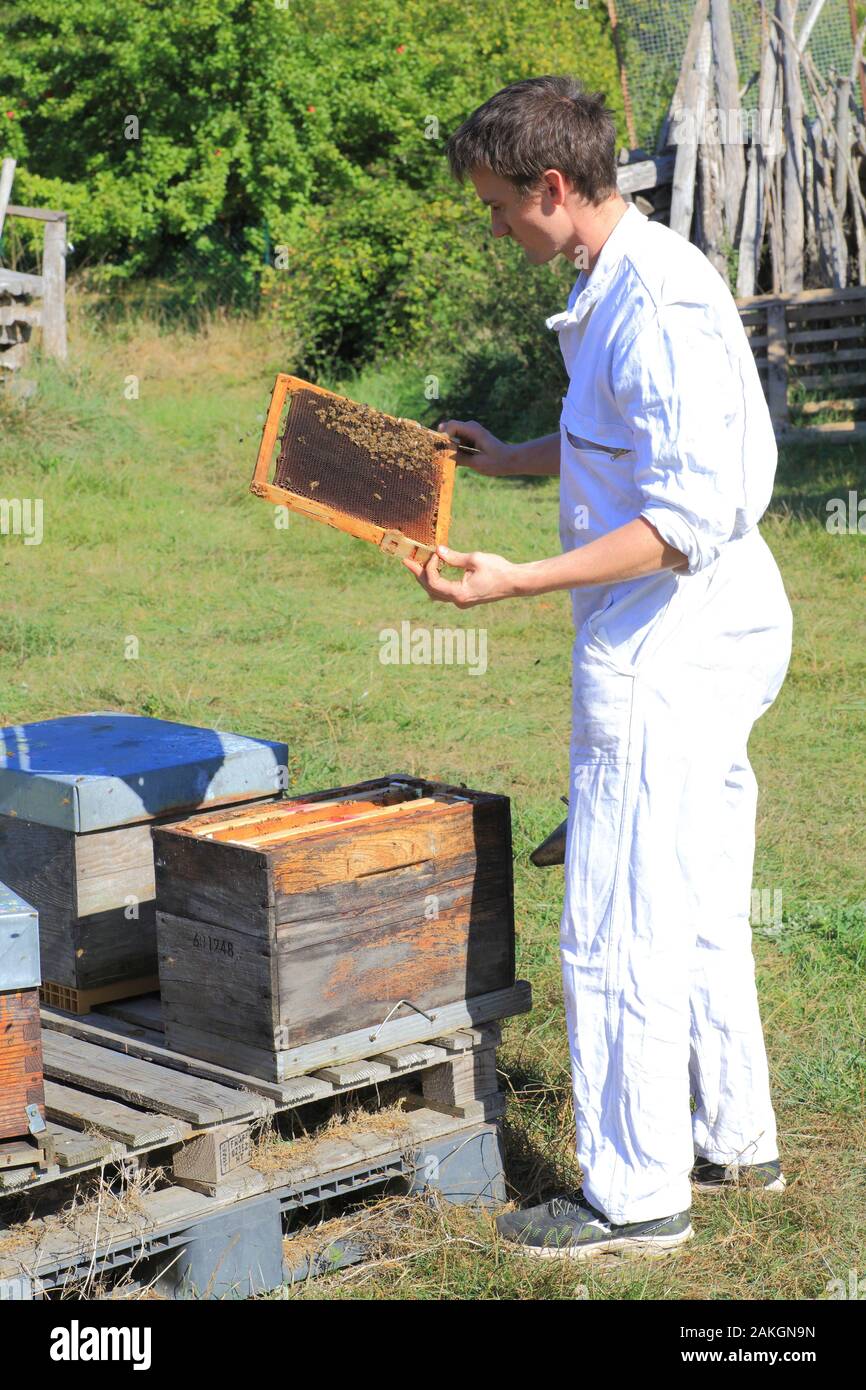 Francia, Oise, Thiescourt, miel casa de la Divette, Celestin controlando un enjambre de abejas en una colmena Foto de stock