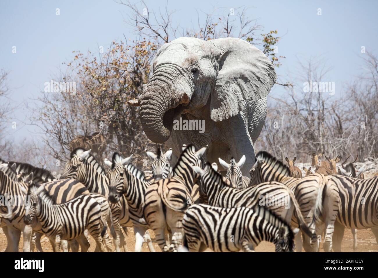 Namibia Oshikoto provincia, el Parque Nacional de Etosha, elefantes y cebras Foto de stock