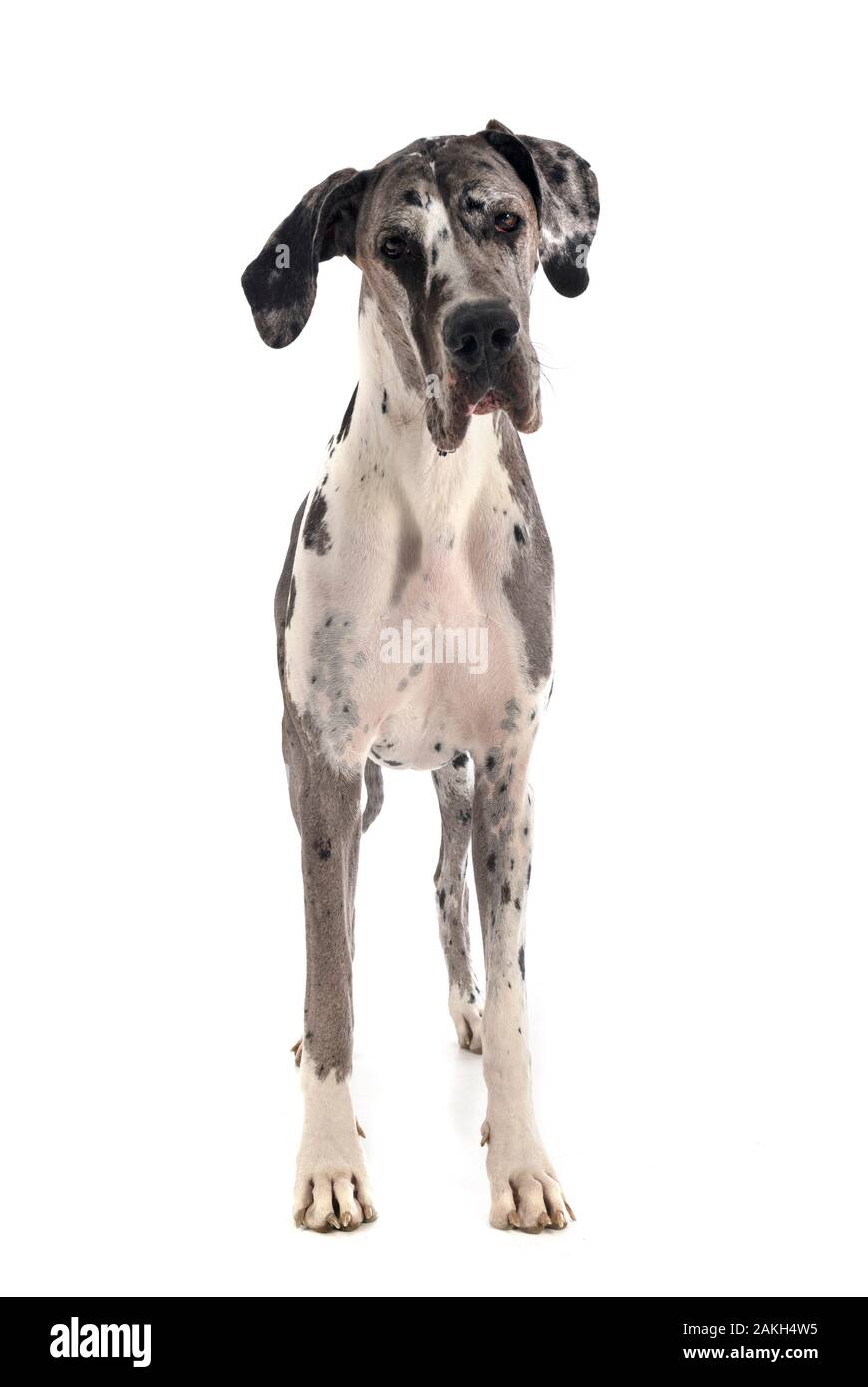 Perro azul gran danés fotografías e imágenes de alta resolución - Página 5  - Alamy