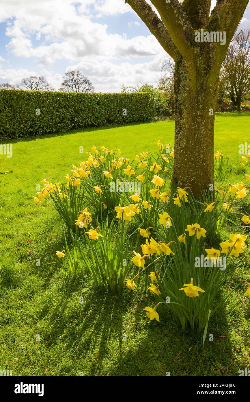 Narcisos naturalizados floración alrededor del tronco de un árbol, en un jardín inglés en marzo Foto de stock