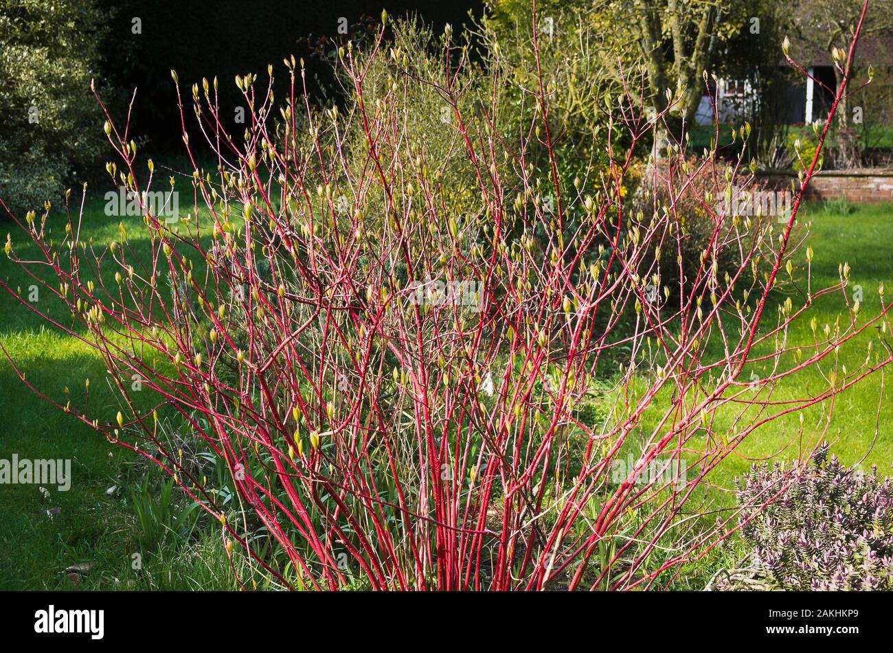 Un caducifolio cornus alba Sibirica Westonbirt mostrando sus tallos de color rojo brillante durante el invierno, cuando hay pocos colores naturales en un jardín inglés Foto de stock