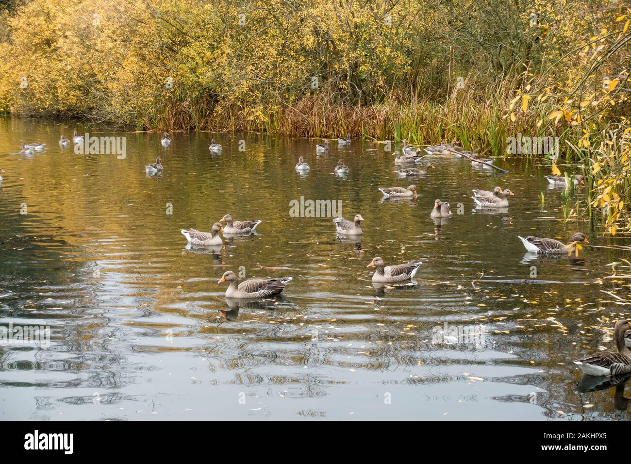 Bandada de gansos silvestres Graylag llegó a Inglaterra para pasar el invierno Milton park otoño 2019 Foto de stock