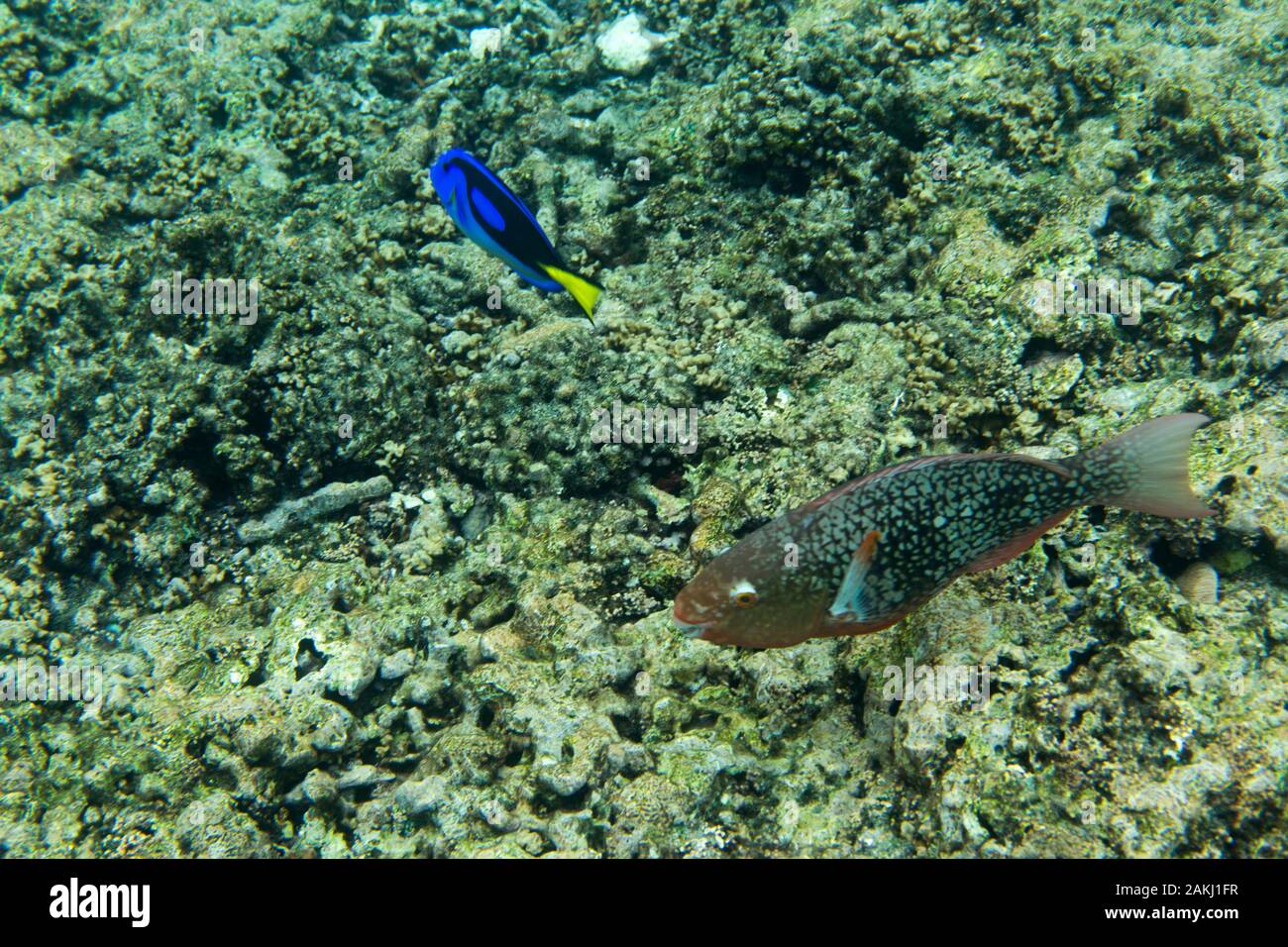 El Pez Cirujano azul, también conocida como "blue tang, nadando en Seychelles Foto de stock