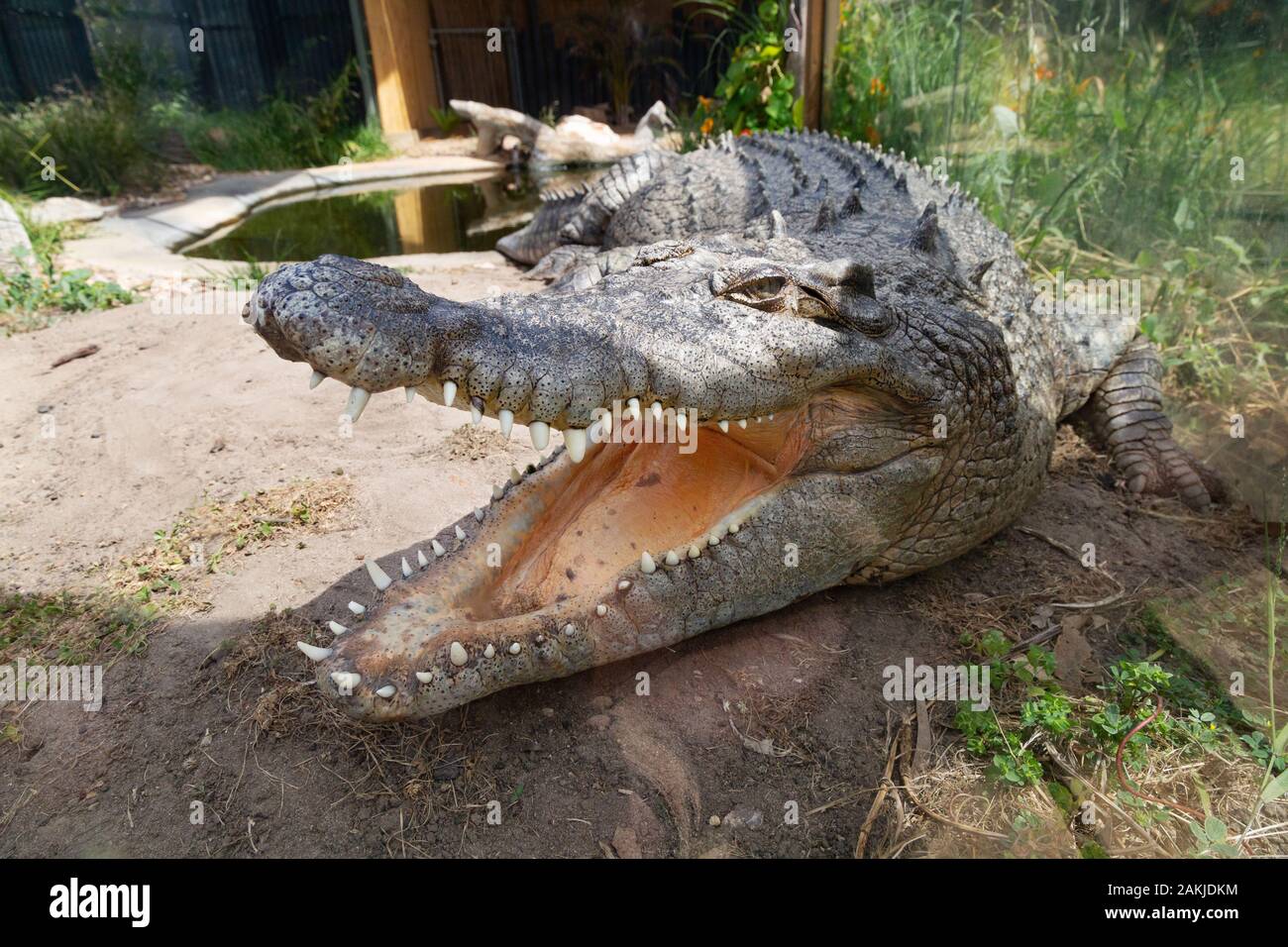 El cocodrilo de agua salada, Crocodylus porosus, encontrado en Australia;  animales peligrosos - Este espécimen en cautiverio, Urimbirra Wildlife  Park, South Australia Fotografía de stock - Alamy