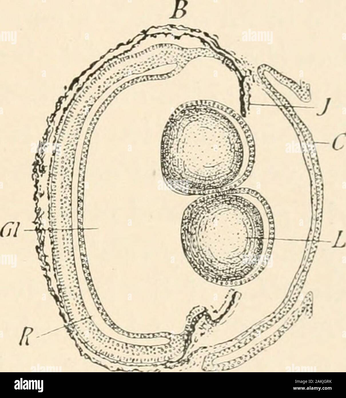 La teoría de la evolución . Fig. 99. Eegeneration de la lente en el ojo de  tritón. Una sección a travésdel iris (J, ; a partir de su margen y  posterior (desprendimiento)