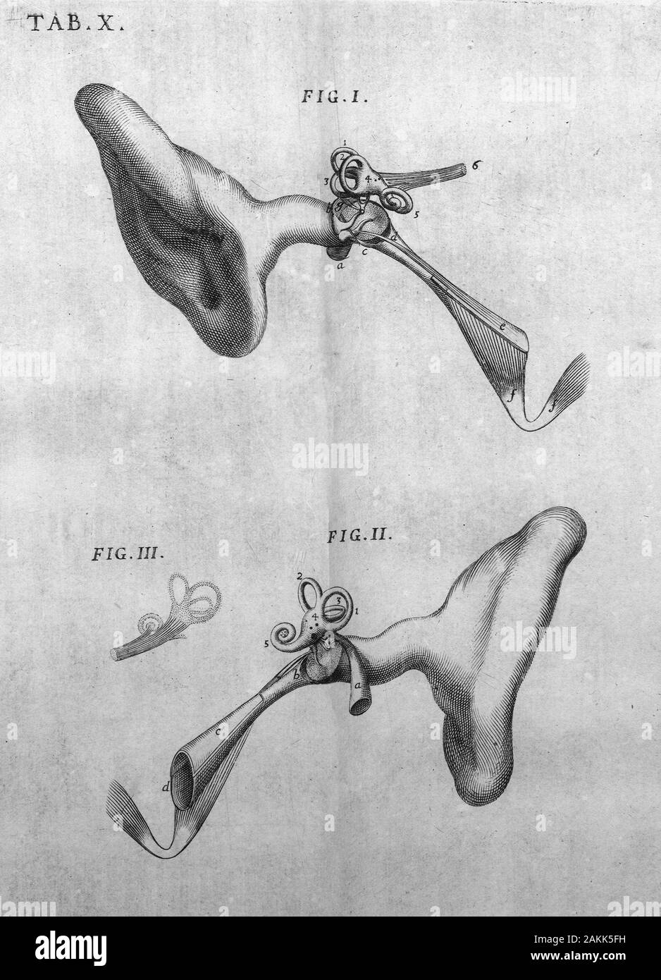 Diagrama histórico del oído humano Foto de stock