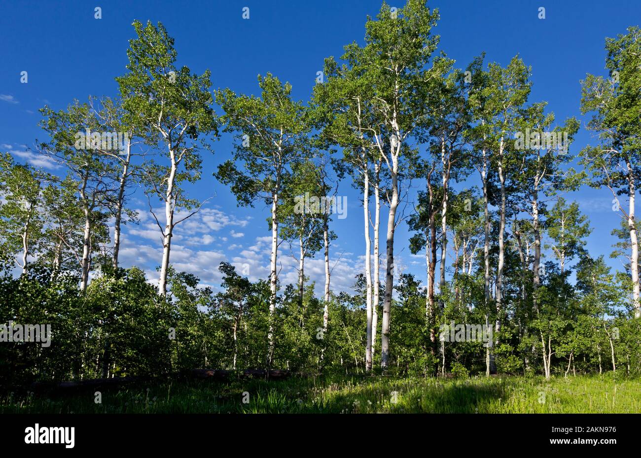 CO00203-00...Colorado - Aspen Grove dispersos alrededor de un campamento en el norte de Clark en la gran brecha de ruta en bicicleta de montaña. Foto de stock