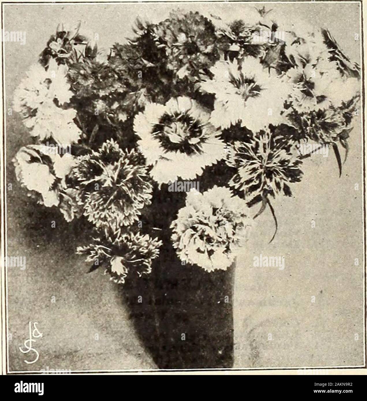 Jardín y granja manual : 1905 . Hermosas flores imbri-localizado ; el 1% a 2 pulgadas de diámetro. Pkt., 10c. DATURA fuerte creciente orna-mental anuarios, con verylarge, vistosas flores; de 2 a 3 pies de alto. 1043. Cornucopia (cuerno de la abundancia). Un grandvariety; enormes flores en forma de trompeta con threecones o embudos, uno con el otro; Francés whiteon dentro, mármol withroval púrpura en el lado. Pkt, 10C Nº 1044. Nueva GoldenQueen. Un magnificentplant por terreno abierto, withmost brillante amarillo-dorado-bajo flores de enormoussize, muchos de ellos de 10 pulgadas de largo. Pkt., 10c. DELPHINIUM (o perennes Larkspur)Mano Foto de stock