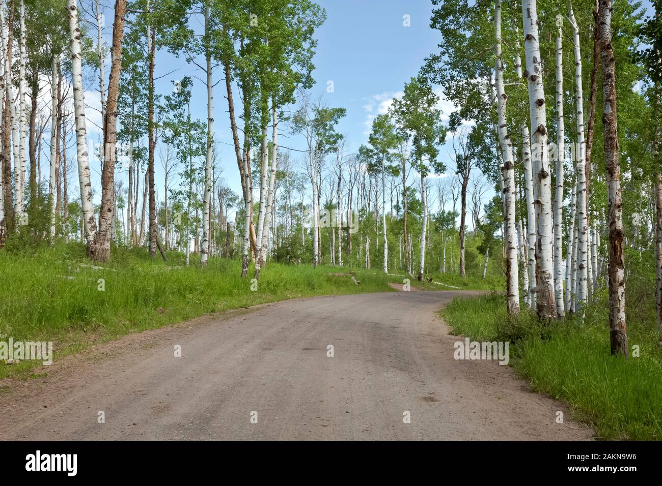 CO00205-00...Colorado - Aspen árboles que bordean por la carretera 129 en la sección alternativa Columbine de la gran brecha de ruta en bicicleta de montaña. Foto de stock