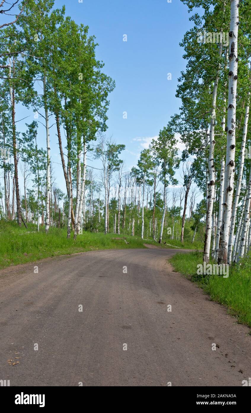 CO00206-00...Colorado - Aspen árboles que bordean por la carretera 129 en la sección alternativa Columbine de la gran brecha de ruta en bicicleta de montaña. Foto de stock