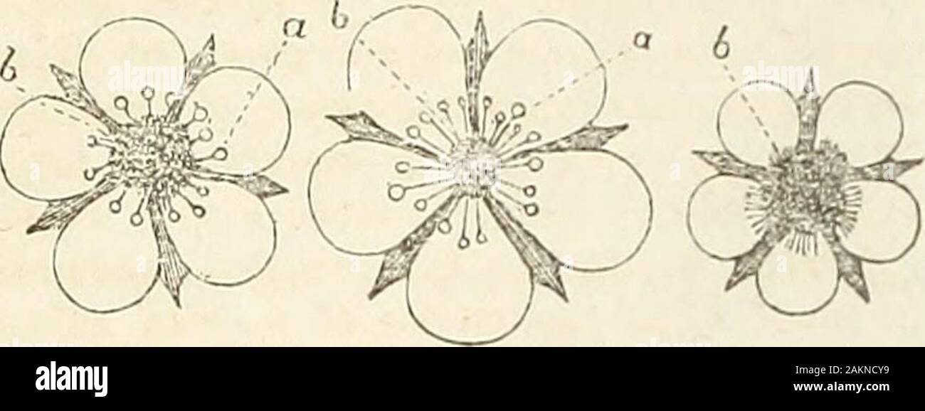 El agua-cura oficial, y el heraldo de reformas, dedicada a la fisiología, hydropathy y las leyes de la vida . impregna en sí. Los estambres, marcó un arefull, de fino polvo amarillo, que, cayendo sobre thepistil, b, iu;pregnates la fruta. De esta clase son los grandes principios escarlata. Fig.2 es la planta estaminadas estéril. Esta es una flor largeshowy y engaña a muchos una inexperi-. Fig. 1. Fig. 2. Fig. 8. sufrido cultivador con sus falsas promesas de frutas.se trata estrictamente de una planta macho, nunca producir afruit-por lo tanto dispuestos a perpetuar itselfcontinually por corredores. Una planta de en •dos mares Foto de stock