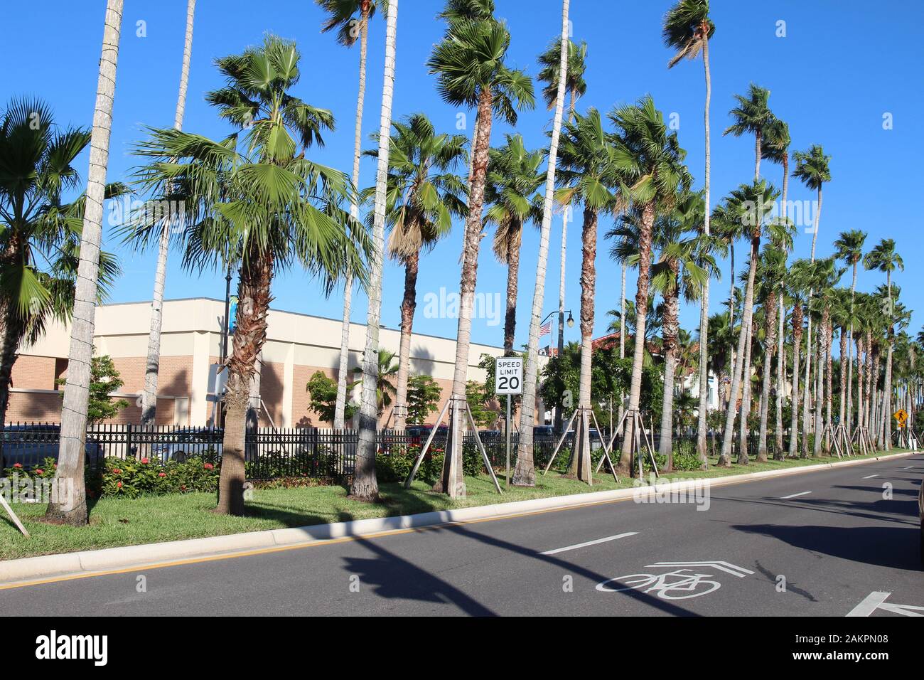 Calle vacía de la ciudad con palmeras altas, Miami Avenue, Venecia, Florida Foto de stock