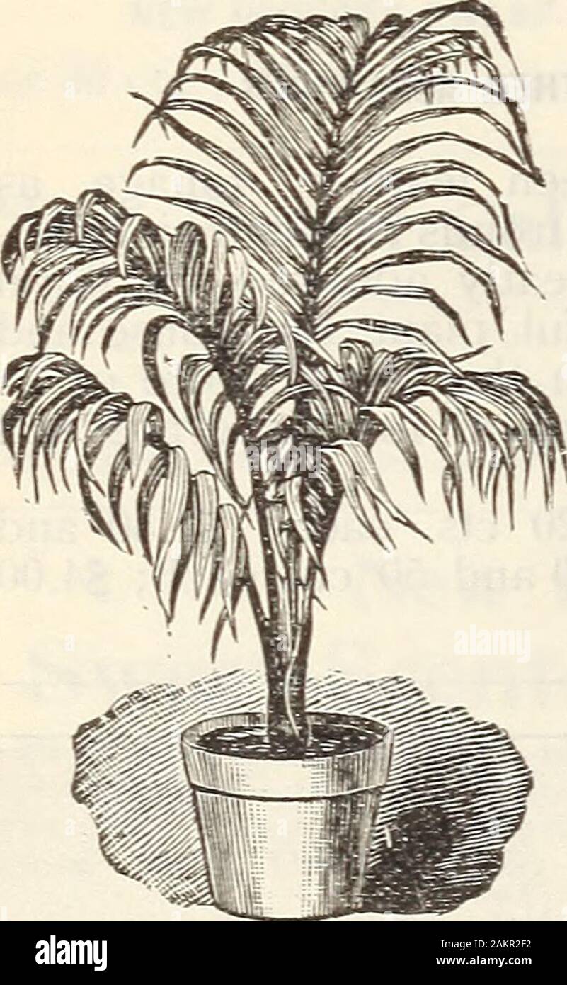 Nueva guía floral : Otoño 1906 . Plumas de avestruz ( palma areca  Lutescens) Uno de los más grandes y más beau buena palms casa cultura  nowknown. El follaje es rico glossygreen,