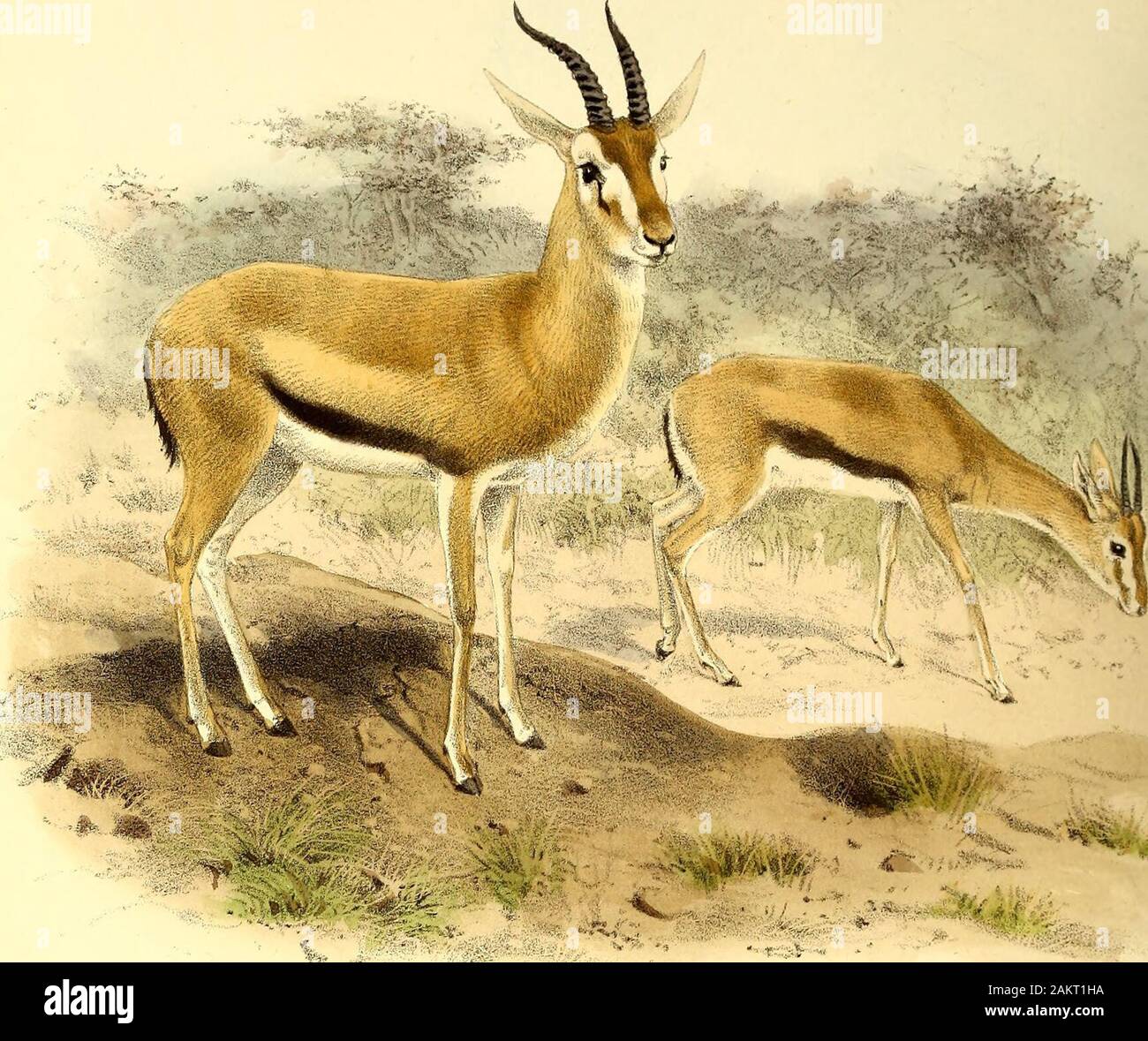 El libro de antílopes . hange, que ha sido adoptado por Sir Victor Brooke y  otherauthors. Poco más, lamentamos decir, puede ser contada de esta hermosa  especie, quese puedan distinguirse fácilmente entre