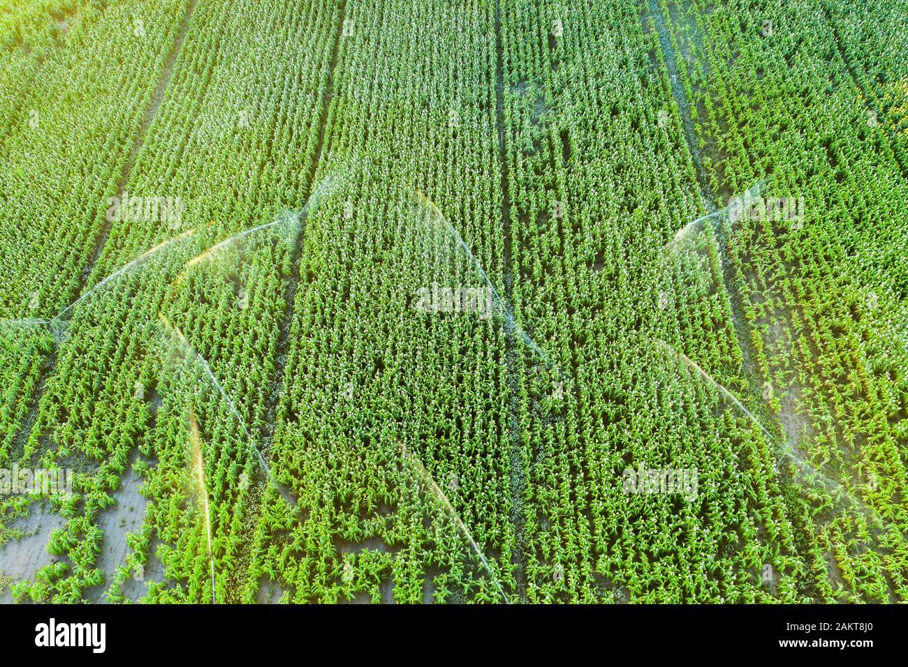 Tierras de cultivo con riego. Vista aérea. Foto de stock