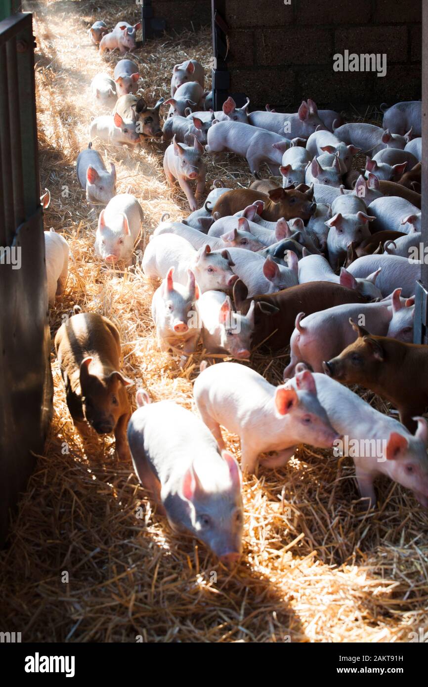 Lechones en la RSPCA aseguró acreditados de alto bienestar granja. Norwich. Reino Unido. Foto de stock