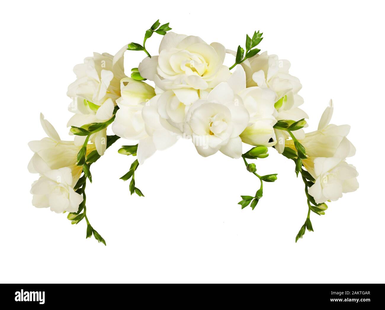 Fresia blanca flores en un bello arco disposición aislado sobre fondo blanco  Fotografía de stock - Alamy