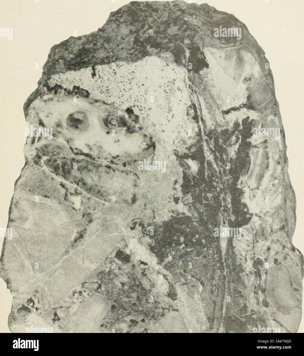 Actas del Museo Nacional de los Estados Unidos . 8 La mineralogía de caliza TEIASSIC SHANNON 31 los diques de basalto como se ha descrito anteriormente. Se forma una masa irregular15 milímetros de diámetro máximo, variando desde los bordes para whiteat calizo violáceo translúcido gris en el centro. Es costumbre lusterless dela superficie y flinty fractura. Las EXPLICACIONES DE LAS PLACAS Placa 1 Sustitución del conglomerado de piedra caliza a lo largo de una estrecha fisura. Muestra el cambio de la arena calcárea que forman la matriz de los guijarros por amixture de Diopsido vesuvianita y granates y, más cerca de la fisura, posteriormente re-colocación por Foto de stock