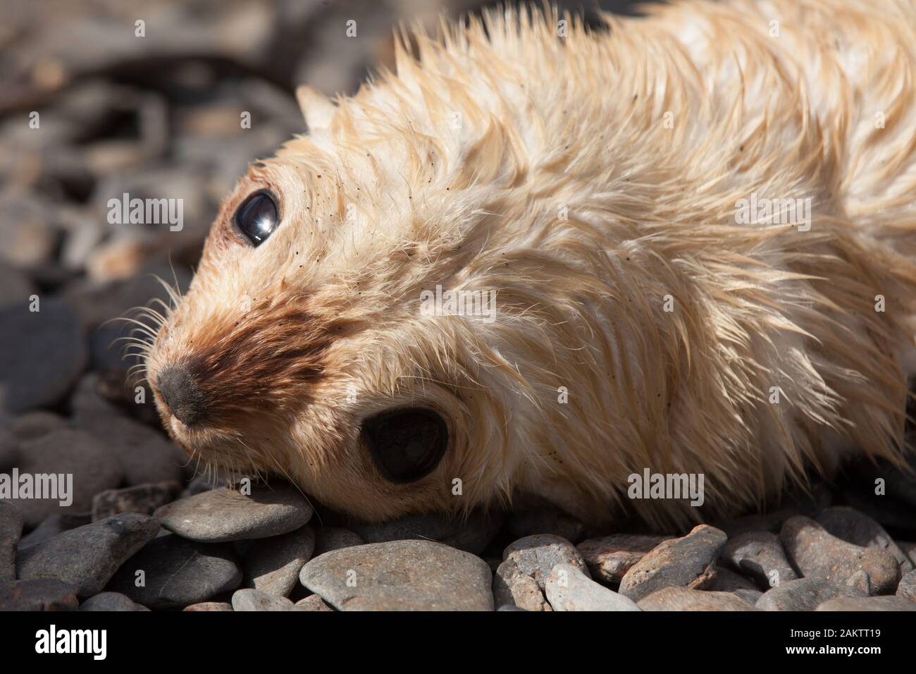 Rubio foca pup, Georgia del Sur, la Antártida Foto de stock