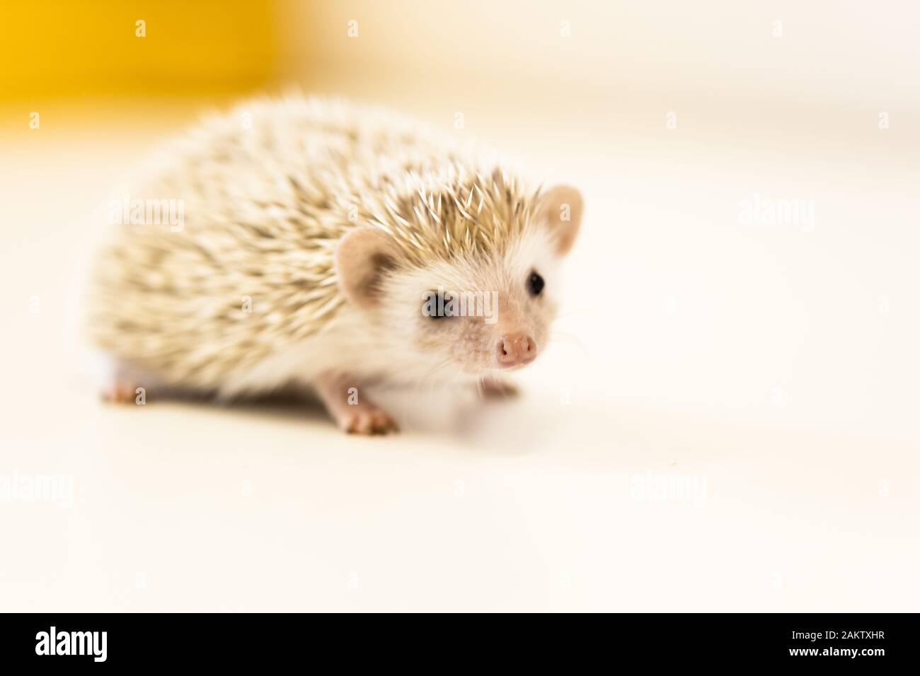 lindo bebé mascota hedgehog sobre una mesa blanca aislada a un fondo blanco. Foto de stock