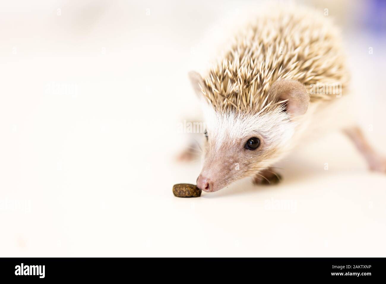 lindo bebé mascota hedgehog sobre una mesa blanca aislada a un fondo blanco. Foto de stock