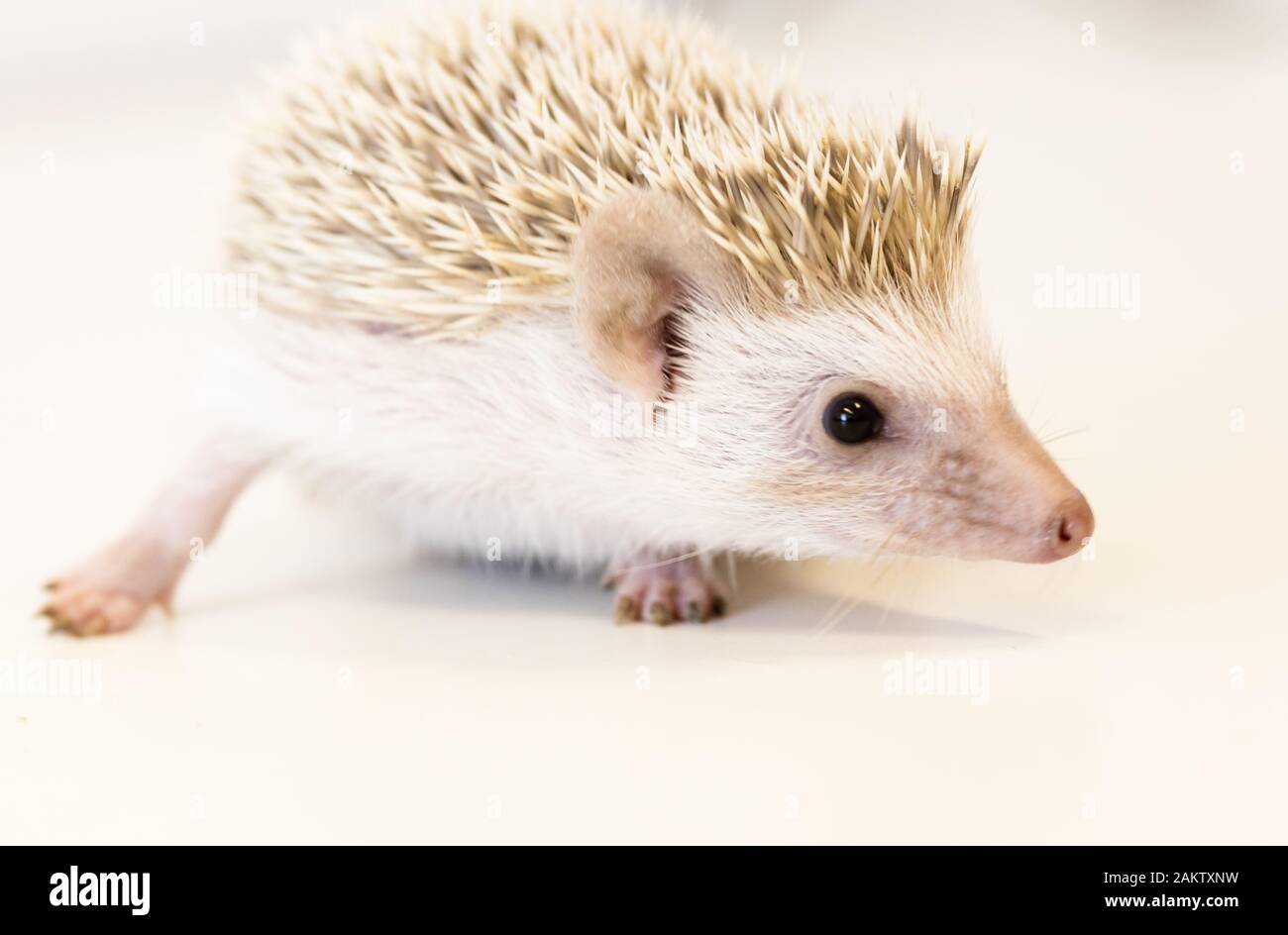 lindo bebé mascota hedgehog sobre una mesa blanca aislada a un fondo blanco. Foto de stock