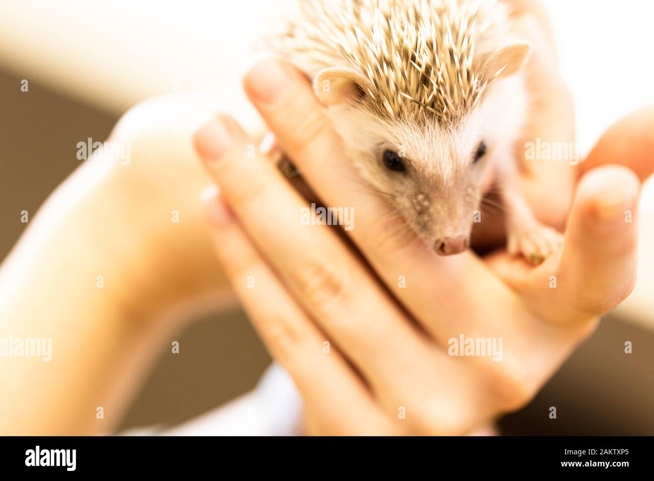 lindo bebé mascota hedgehog sobre una mesa blanca aislada a un fondo blanco. Foto de stock