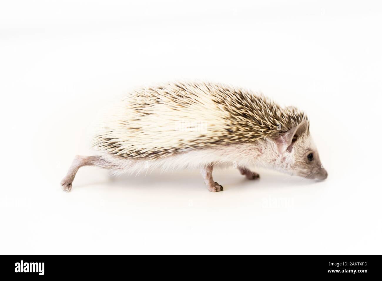 lindo bebé mascota hedgehog sobre una mesa blanca aislada a un fondo blanco. Foto de stock