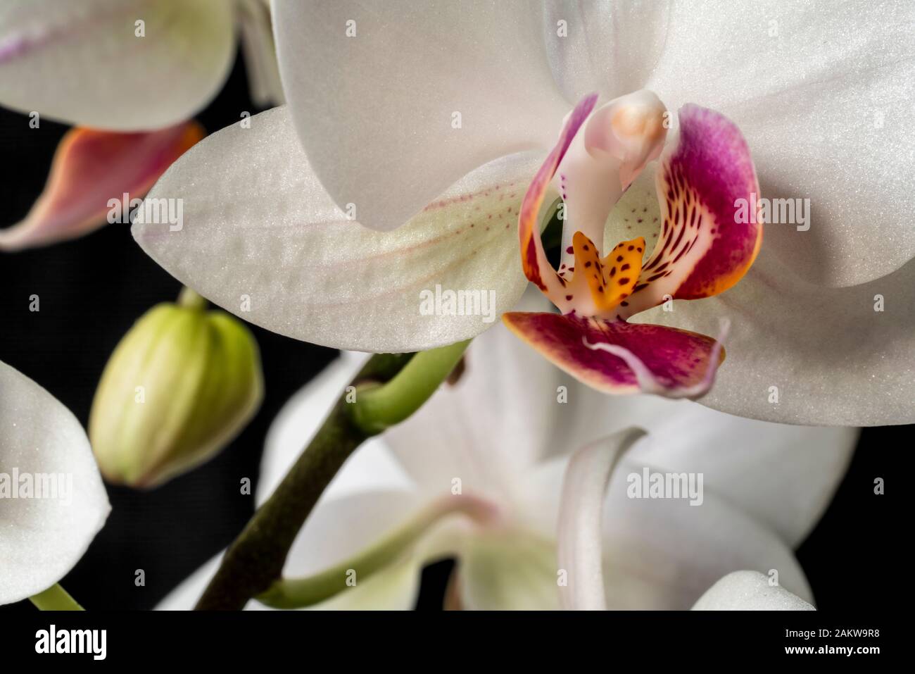 Orchid Foto de stock
