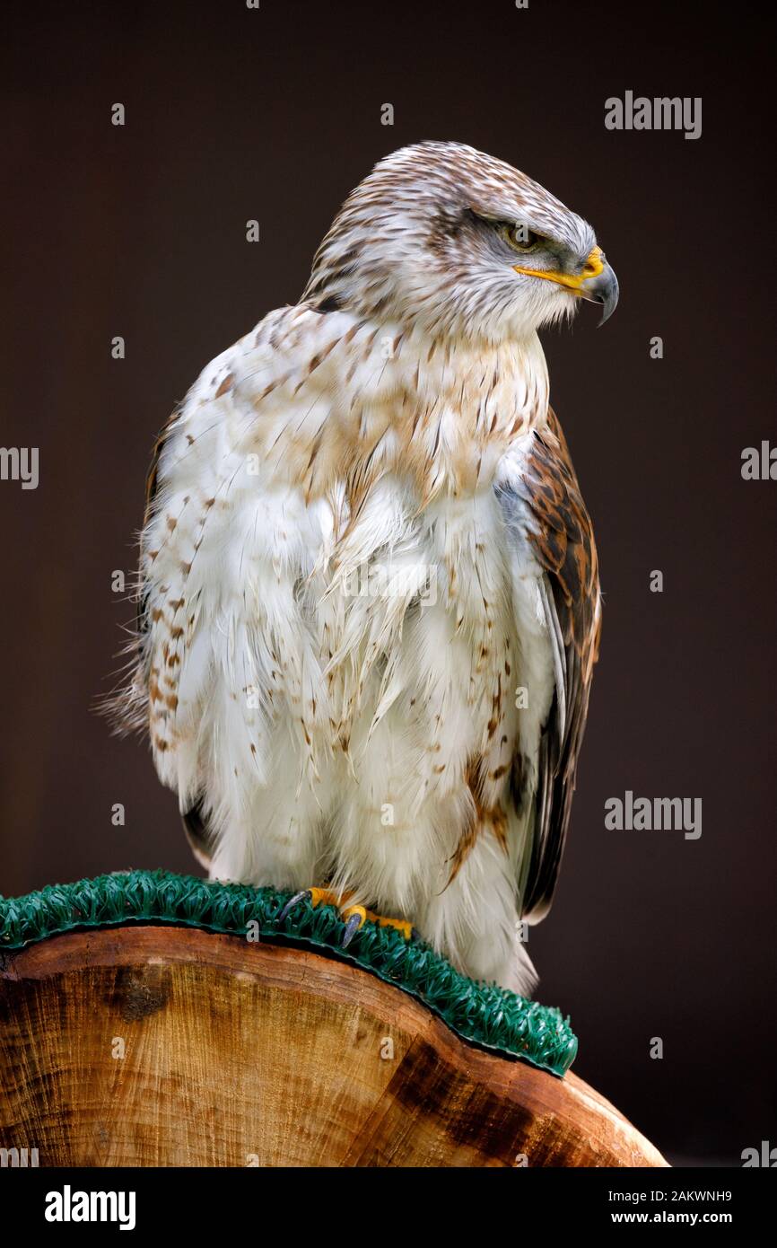 Halcón ferruginoso o halcón real, un gran pájaro de presa con plumaje de color herrumbre, sentado en una perca Foto de stock