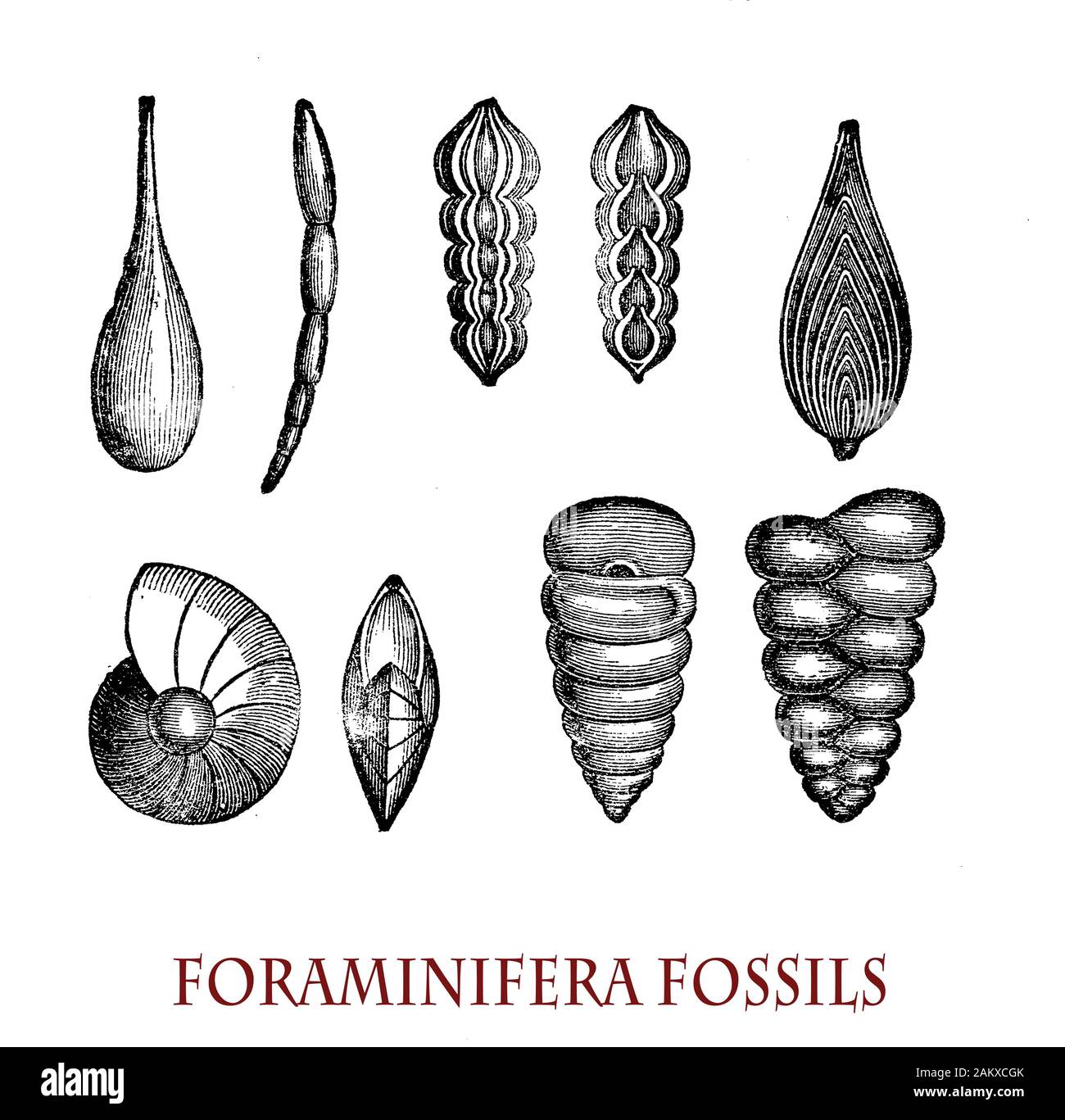 Foraminiferos fósiles organismo unicelular con estructura compleja que se remontan a mediados del Jurásico, excepcionalmente útil en bioestratigrafï dar fechas con precisión relativa a las rocas sedimentarias Foto de stock