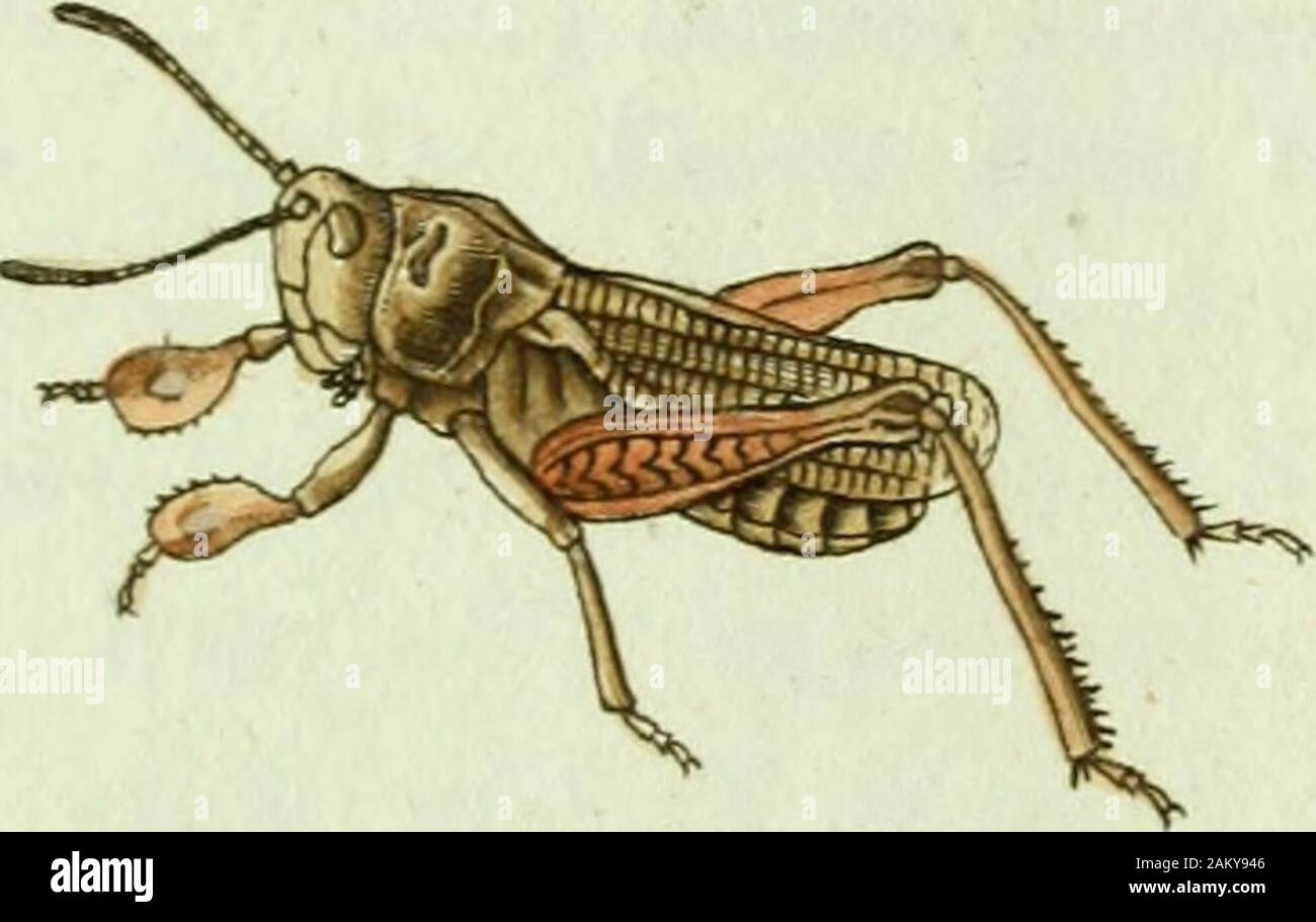 Favnae Insectorvm Germanicae Iniciativa Oder Deutschlands Insecten J Rifcmci Gla Ra Uui N J San H Tritoma Glabra Der Glatte Tritonta Gtabra Staubkafer Glabva Atra Antennis Pedibusque Piceis Fabric Ent Syst T Ii N 2