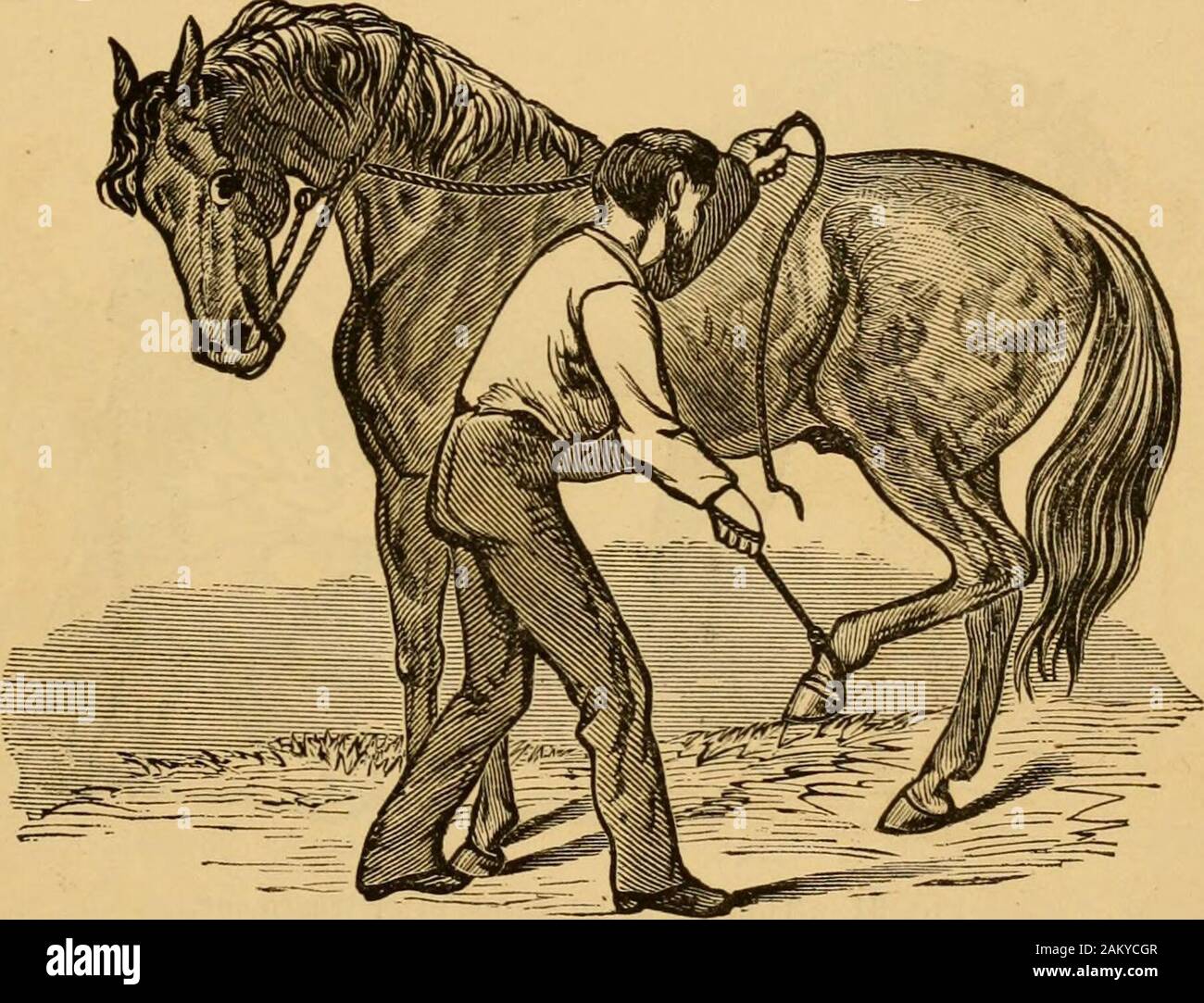 Caballos Atados Fotos e Imágenes de stock - Página 10 - Alamy