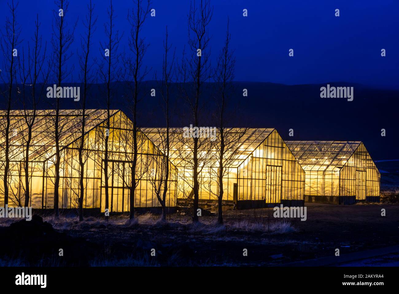 Invernaderos iluminados al atardecer, calentados con energía geotérmica, Hveragerdi, Islandia Foto de stock