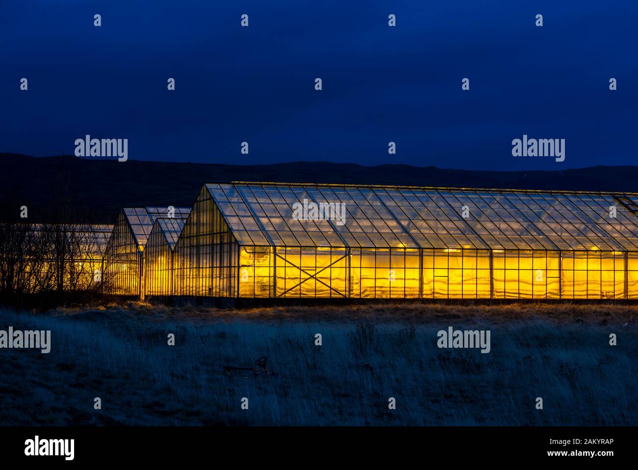 Invernaderos iluminados al atardecer, calentados con energía geotérmica, Hveragerdi, Islandia Foto de stock