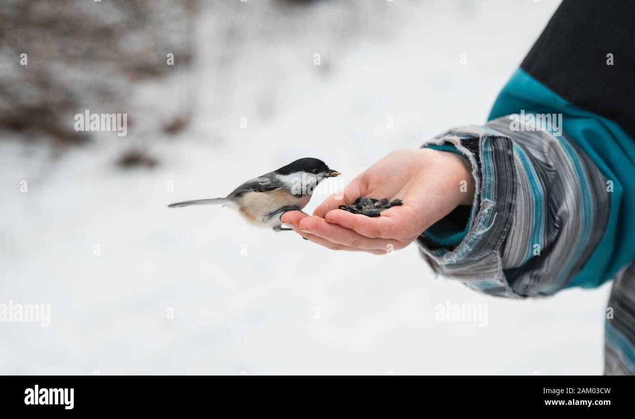 Primer plano de garbanzos comiendo semillas de la mano de un niño en invierno. Foto de stock
