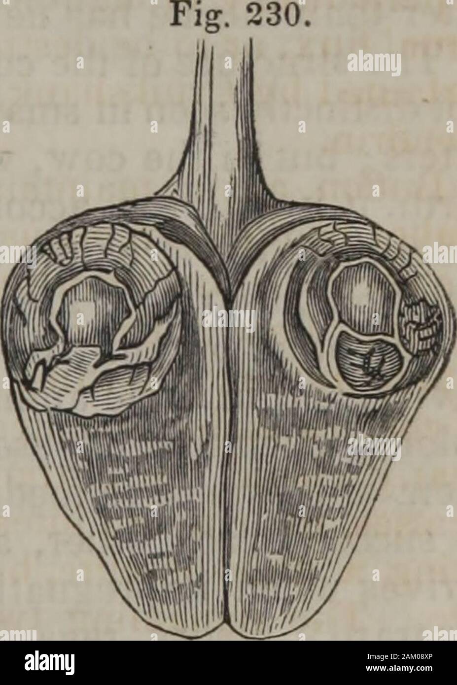 Fisiologia Humana Volumen 2 Lar Al Igual Que El Dela Estructura Interna Del Ovario Pero Nunca Presenta El Suave Rico Ta Bulated Y Ap Pearance Glandular Regularmente Que Hunter Destinado A Ex Press Cuando Describio