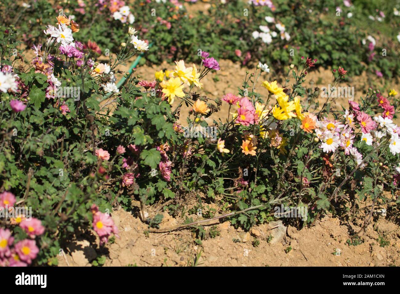 Flores de margarita de colores plantadas en un jardín de flores Foto de stock