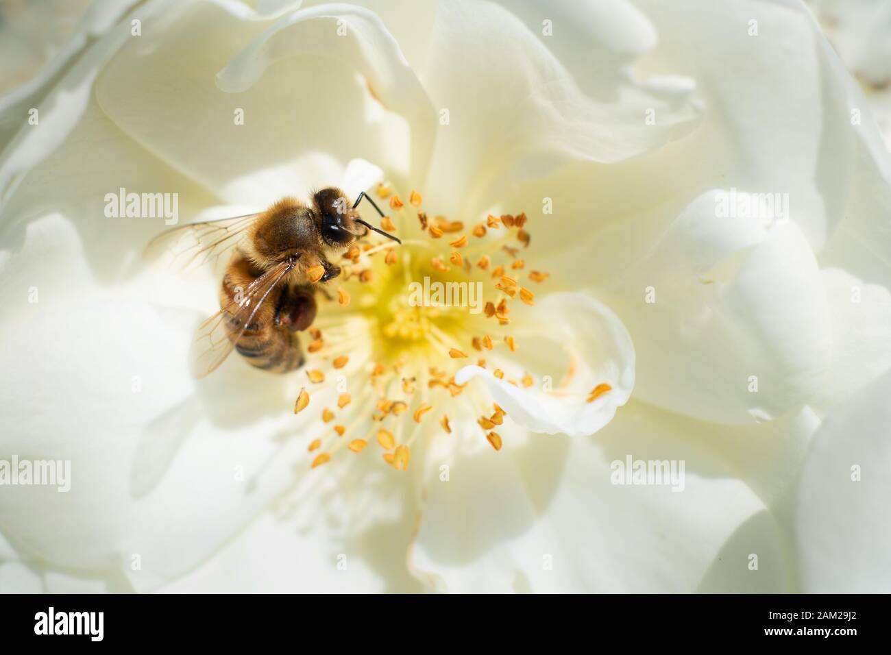 Abeja melífera recolectando polen de flores blancas Foto de stock
