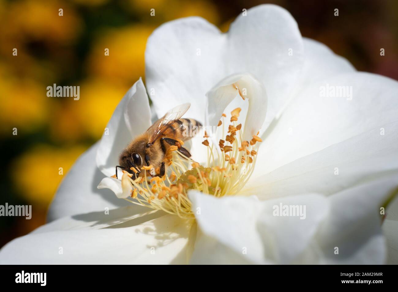 Abeja melífera recogiendo polen de flores blancas con fondo amarillo borroso Foto de stock