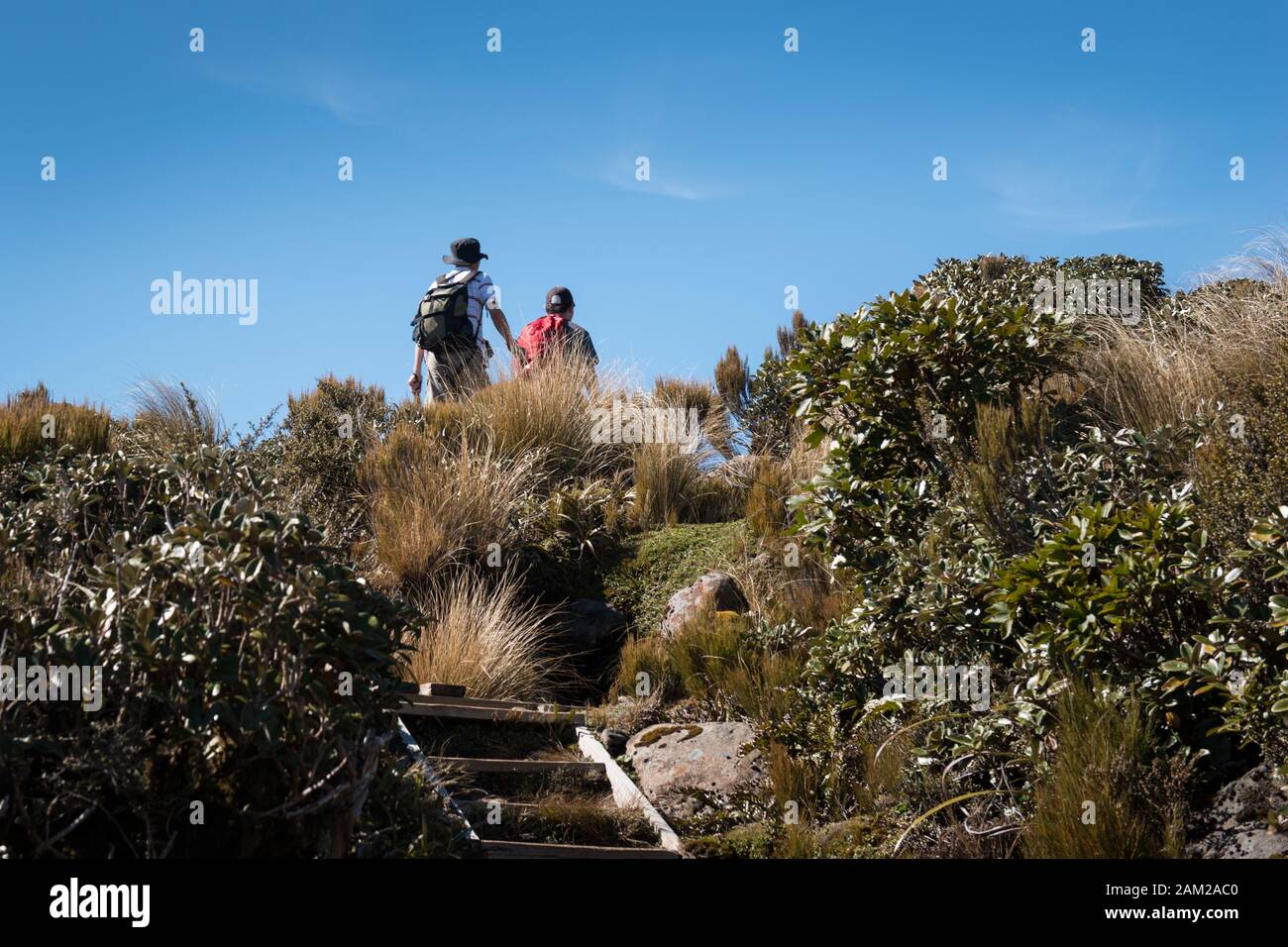 Senderismo Pouakai Track En Mt Taranaki, Nueva Zelanda Foto de stock