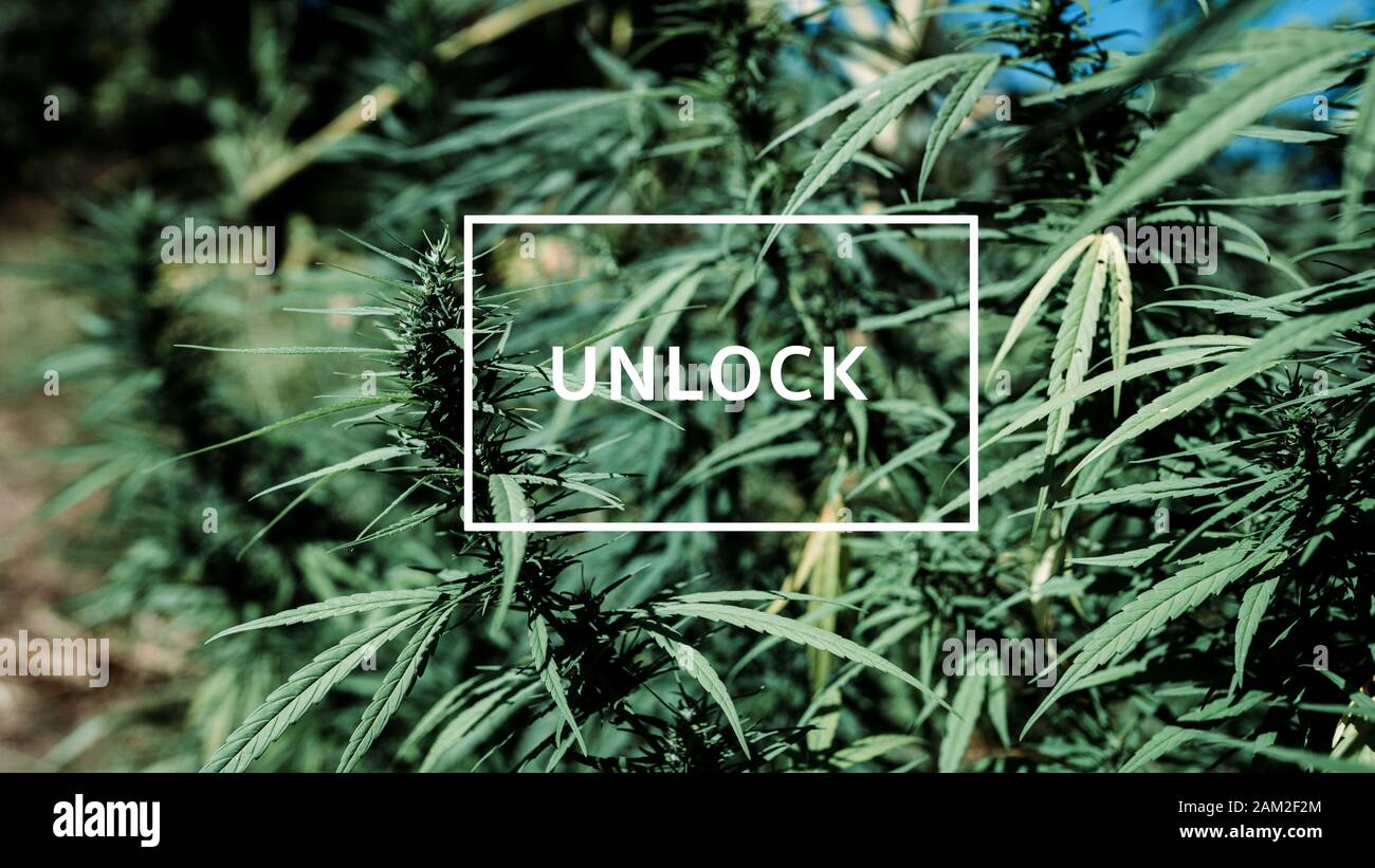 Desbloquear planta de marihuana o cannabis cerrar upshot Foto de stock